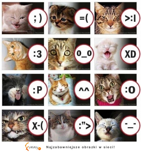 W skrócie - kocie emotki! Która najlepsza?