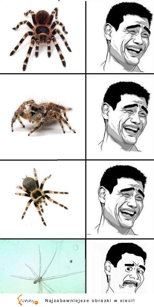 Najstraszniejszy pająk to nie ten największy, ale ten... :D
