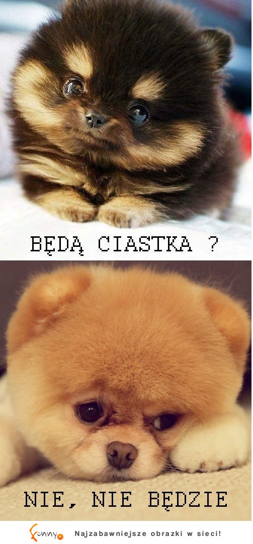 Ciastka! :D