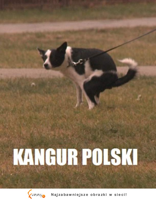 Kangur Polski
